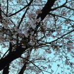 Yuki Sakurai Instagram - 皆様こんにちは。 桜がだいぶ咲いてきてますね。 今日は一日外で撮影しております。 昼間にチャーハンを食べてそのあと全力疾走をしたので、お腹がウップウップなってます。 ウップウップ言いながら後半も頑張ります。 ウップウップ 　　　　　　　　　　 　　　　　　　　　　　　　　　　　　桜井🌸