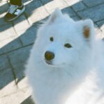 Yukino Kishii Instagram - 『お別れホスピタル』 本当に本当に、有難うございました！！！ 死ぬことは生きること。生きることは死ぬこと。 それ以外はまだ分からない、おわらない問いです。 もしかしたら、いつかわたしもお別れホスピタルのような、療養病棟にお世話になるかもしれないですよね。 わたしはこのドラマに携わって、思うことがありました。 いつか療養に行くとしたら、 人生の最期に、まだ、新しい出会いがあるなんて、それってすごいことだなと それはきっと、私がどんな状況でも、ゆたかなことなのだと。 今回協力してくださった先生方、看護師の方々、 沖田さんの原作と安達さんの脚本、演出の柴田さん笠浦さん、共演者のみなさん、スタッフさん、みんなみんなみんな、一緒だったから最終回まで作り上げることができました。 ありがとうございます！ なにより、観てくださったみなさま、有難うございました。 再放送や、オンデマンドでぜひ何度でも観てください。 辺見はいつでもそこにいます。 実際に働いてらっしゃる方に深い尊敬を込めて。 わたしもみんなにまた会いたいです🍢🍬