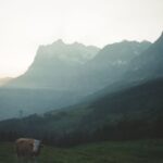 Yukino Kishii Instagram – BS4K『体感!夏のスイスアルプス』が今夜7:30〜放送されます⛰️🇨🇭🌼
第一回目の今日はアルプスの大自然や伝統的な暮らしに触れる旅です。
アルプスでハイキング🥾
牛は歩くたびカウベルを鳴らして、自由で、人懐こくて可愛くて、生きているにおいにあふれていて、それぞれのいのちといっしょに生きている、美しくてたくましい生活の景色でした!
さっき搾乳されたミルクでチーズを作る工程をお手伝いして、そのあと雲の上のお花畑で今ここでしか見られない花々を観察しました。
岩壁に咲く花はエネルギーに溢れ紫外線の関係で色がとても鮮やかです。
ガイドをしてくださったやなるさんと、あれはなに?どうして?これは?をくりかえして何度も立ち止まりました。ありがとうございます。
来週の第二回はアレッチ氷河を観に、登山鉄道でユングラウヨッホへ向かいます。
ひとまず今夜の放送をお楽しみに!