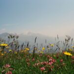 Yukino Kishii Instagram - BS4K『体感！夏のスイスアルプス』が今夜7:30〜放送されます⛰️🇨🇭🌼 第一回目の今日はアルプスの大自然や伝統的な暮らしに触れる旅です。 アルプスでハイキング🥾 牛は歩くたびカウベルを鳴らして、自由で、人懐こくて可愛くて、生きているにおいにあふれていて、それぞれのいのちといっしょに生きている、美しくてたくましい生活の景色でした！ さっき搾乳されたミルクでチーズを作る工程をお手伝いして、そのあと雲の上のお花畑で今ここでしか見られない花々を観察しました。 岩壁に咲く花はエネルギーに溢れ紫外線の関係で色がとても鮮やかです。 ガイドをしてくださったやなるさんと、あれはなに？どうして？これは？をくりかえして何度も立ち止まりました。ありがとうございます。 来週の第二回はアレッチ氷河を観に、登山鉄道でユングラウヨッホへ向かいます。 ひとまず今夜の放送をお楽しみに！