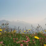 Yukino Kishii Instagram - BS4K『体感！夏のスイスアルプス』が今夜7:30〜放送されます⛰️🇨🇭🌼 第一回目の今日はアルプスの大自然や伝統的な暮らしに触れる旅です。 アルプスでハイキング🥾 牛は歩くたびカウベルを鳴らして、自由で、人懐こくて可愛くて、生きているにおいにあふれていて、それぞれのいのちといっしょに生きている、美しくてたくましい生活の景色でした！ さっき搾乳されたミルクでチーズを作る工程をお手伝いして、そのあと雲の上のお花畑で今ここでしか見られない花々を観察しました。 岩壁に咲く花はエネルギーに溢れ紫外線の関係で色がとても鮮やかです。 ガイドをしてくださったやなるさんと、あれはなに？どうして？これは？をくりかえして何度も立ち止まりました。ありがとうございます。 来週の第二回はアレッチ氷河を観に、登山鉄道でユングラウヨッホへ向かいます。 ひとまず今夜の放送をお楽しみに！