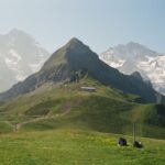 Yukino Kishii Instagram - BS4K『体感！夏のスイスアルプス』が今夜7:30〜放送されます⛰️🇨🇭🌼 第一回目の今日はアルプスの大自然や伝統的な暮らしに触れる旅です。 アルプスでハイキング🥾 牛は歩くたびカウベルを鳴らして、自由で、人懐こくて可愛くて、生きているにおいにあふれていて、それぞれのいのちといっしょに生きている、美しくてたくましい生活の景色でした！ さっき搾乳されたミルクでチーズを作る工程をお手伝いして、そのあと雲の上のお花畑で今ここでしか見られない花々を観察しました。 岩壁に咲く花はエネルギーに溢れ紫外線の関係で色がとても鮮やかです。 ガイドをしてくださったやなるさんと、あれはなに？どうして？これは？をくりかえして何度も立ち止まりました。ありがとうございます。 来週の第二回はアレッチ氷河を観に、登山鉄道でユングラウヨッホへ向かいます。 ひとまず今夜の放送をお楽しみに！