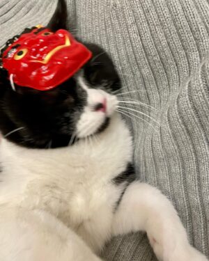 Yukiyo Fujii Instagram - 恒例のやつ

#節分
#鬼は外
#猫はうち
#くまおお面デビュー
#キャストオフはんや
#シャッターチャンスは3秒
#はっちゃんはかぶってもくれない