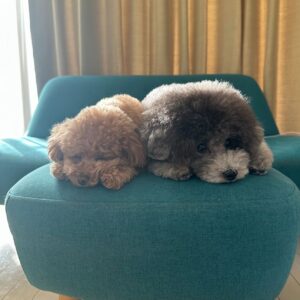 Yuna Hoshino Instagram - うちの可愛すぎる愛犬たん。

 #毎日可愛い
 #明日も可愛い
 #明後日も可愛い