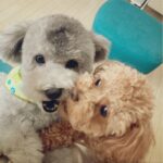 Yuna Hoshino Instagram - うちの可愛すぎる愛犬たん。 #毎日可愛い #明日も可愛い #明後日も可愛い
