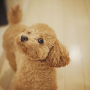 Yuna Hoshino Instagram - うちの可愛すぎる愛犬たん。

 #毎日可愛い
 #明日も可愛い
 #明後日も可愛い