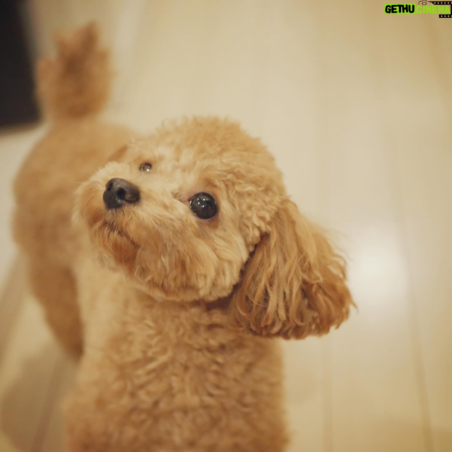 Yuna Hoshino - 3 Likes - うちの可愛すぎる愛犬たん。
#毎日可愛い
#明日も可愛い
#明後日も可愛い