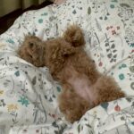 Yuna Hoshino Instagram - うちの可愛すぎる愛犬たん。 #毎日可愛い #明日も可愛い #明後日も可愛い