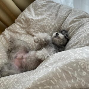 Yuna Hoshino Instagram - うちの可愛すぎる愛犬たん。

 #毎日可愛い
 #明日も可愛い
 #明後日も可愛い