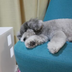 Yuna Hoshino Instagram - うちの可愛すぎる愛犬たん。

 #毎日可愛い
 #明日も可愛い
 #明後日も可愛い