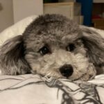 Yuna Hoshino Instagram - うちの可愛すぎる愛犬たん。 #毎日可愛い #明日も可愛い #明後日も可愛い