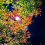 Yuna Taira Instagram - 🍁🌾🍂 ひさしぶりの國學院 紅葉が綺麗でした 明日は朝8:30~「土曜はナニする⁉︎」 生出演させていただきます☺︎ みてねっ！！ #國學院大學 #箱根駅伝楽しみ
