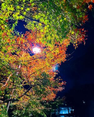 Yuna Taira Instagram - 🍁🌾🍂
ひさしぶりの國學院
紅葉が綺麗でした

明日は朝8:30~「土曜はナニする⁉︎」
生出演させていただきます☺︎
みてねっ！！

#國學院大學
#箱根駅伝楽しみ