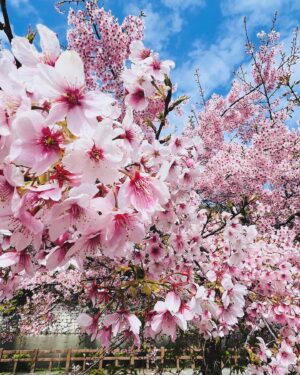 Yuna Taira Instagram - 🌸🌼🪁
ばいばーい3月まったねーん。