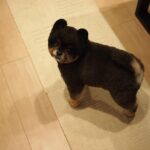 Yuri Nakamura Instagram - ポメ…ラ…ニア…？？おれはそんな洒落た動物じゃねぇぞ。漢は黙って〜、角刈り！！🐻