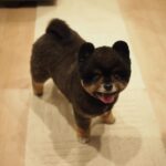 Yuri Nakamura Instagram - ポメ…ラ…ニア…？？おれはそんな洒落た動物じゃねぇぞ。漢は黙って〜、角刈り！！🐻