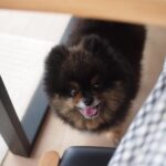 Yuri Nakamura Instagram - 俺の推しの母さんのお友達が毛が伸びた俺を、ポケモンのボールに似てると言い出した。 推し変しようかと思っている。🐻