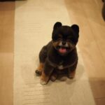Yuri Nakamura Instagram - ポメ…ラ…ニア…？？おれはそんな洒落た動物じゃねぇぞ。漢は黙って〜、角刈り！！🐻