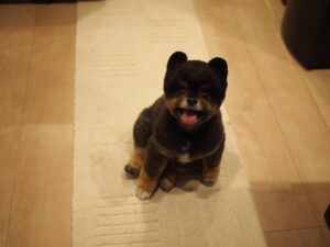 Yuri Nakamura Instagram - ポメ…ラ…ニア…？？おれはそんな洒落た動物じゃねぇぞ。漢は黙って〜、角刈り！！🐻