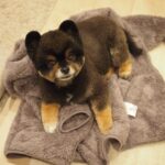 Yuri Nakamura Instagram - ポメ…ラ…ニア…？？おれはそんな洒落た動物じゃねぇぞ。漢は黙って〜、角刈り！！🐻