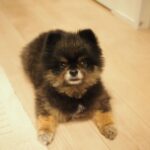 Yuri Nakamura Instagram - 俺を和風の角刈りの熊だと思っていた皆さん、すいません、ポメラニアンでした。 実はモフモフの、ポメラニアン詐欺です。🧸