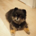 Yuri Nakamura Instagram - 俺を和風の角刈りの熊だと思っていた皆さん、すいません、ポメラニアンでした。 実はモフモフの、ポメラニアン詐欺です。🧸