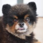 Yuri Nakamura Instagram - Mr.ぺろりんちょころりんちょ🧸