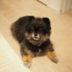 Yuri Nakamura Instagram - 俺を和風の角刈りの熊だと思っていた皆さん、すいません、ポメラニアンでした。 実はモフモフの、ポメラニアン詐欺です。🧸