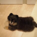 Yuri Nakamura Instagram - 俺を和風の角刈りの熊だと思っていた皆さん、すいません、ポメラニアンでした。 実はモフモフの、ポメラニアン詐欺です。🧸
