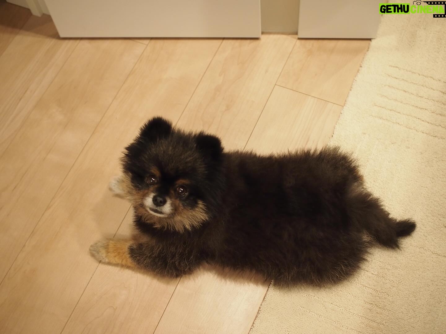 Yuri Nakamura Instagram - 俺を和風の角刈りの熊だと思っていた皆さん、すいません、ポメラニアンでした。 実はモフモフの、ポメラニアン詐欺です。🧸