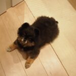 Yuri Nakamura Instagram - 俺を和風の角刈りの熊だと思っていた皆さん、すいません、ポメラニアンでした。 実はモフモフの、ポメラニアン詐欺です。🧸