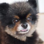 Yuri Nakamura Instagram - Mr.ぺろりんちょころりんちょ🧸