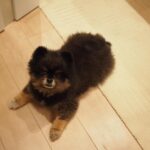 Yuri Nakamura Instagram - 俺を和風の角刈りの熊だと思っていた皆さん、すいません、ポメラニアンでした。 実はモフモフの、ポメラニアン詐欺です。🧸