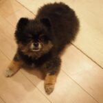 Yuri Nakamura Instagram - 俺を和風の角刈りの熊だと思っていた皆さん、すいません、ポメラニアンでした。 実はモフモフの、ポメラニアン詐欺です。🧸