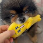 Yuri Nakamura Instagram - 🧸🆚🍌