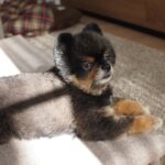 Yuri Nakamura Instagram - 年の瀬です。眠いもち蔵を好んでくださった方が多かったようなので…今回は若干眠い…もち蔵さんをご堪能ください。🧸♥️ #目しょぼしょぼ