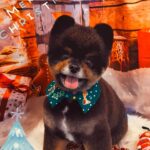 Yuri Nakamura Instagram - メリークリスマス♥️🧸
