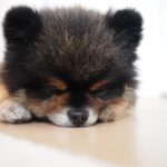 Yuri Nakamura Instagram - ねむねむもち蔵🐻