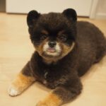 Yuri Nakamura Instagram - こんにちは。 今日も安定のスティックパンのお手手と、チロっと出た舌がポイントの、ぺろりんちょころりんちょ王子です。🧸