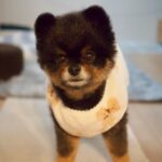 Yuri Nakamura Instagram - 昨夜母さんが、今夜は寒いから…と俺にパジャマを着せた。 母さんは俺をわかっていない。 俺は、学年に数人いた、真冬でも短パン半袖男児だ。🧸 雪道、皆様お気を付けください。
