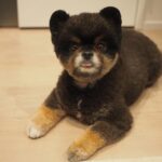 Yuri Nakamura Instagram - こんにちは。 今日も安定のスティックパンのお手手と、チロっと出た舌がポイントの、ぺろりんちょころりんちょ王子です。🧸