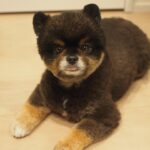 Yuri Nakamura Instagram - こんにちは。 今日も安定のスティックパンのお手手と、チロっと出た舌がポイントの、ぺろりんちょころりんちょ王子です。🧸
