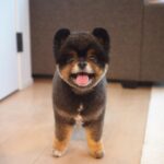 Yuri Nakamura Instagram - もっちり村の、角・刈り蔵です。🧸