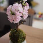 Yuri Nakamura Instagram – いただいた旭山桜が可愛く咲いて
お家でお花見🌸