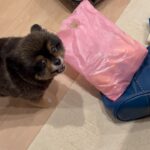 Yuri Nakamura Instagram - なんか怒ってるなぁ、と思ったら旅帰りの母の荷物からパンが入った袋があり、それを俺のだ！！と😂 ちっちゃな抵抗、可愛すぎる☺️❤️