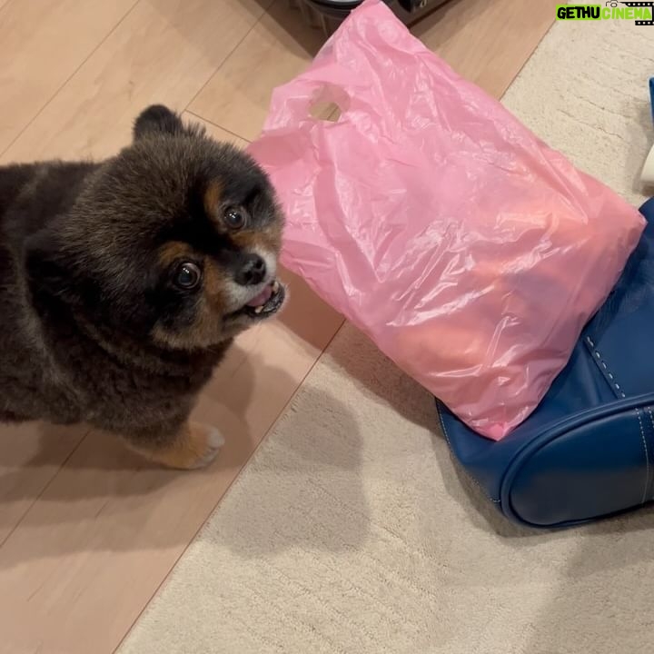 Yuri Nakamura Instagram - なんか怒ってるなぁ、と思ったら旅帰りの母の荷物からパンが入った袋があり、それを俺のだ!!と😂 ちっちゃな抵抗、可愛すぎる☺️❤️