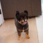Yuri Nakamura Instagram - もっちり村の、角・刈り蔵です。🧸