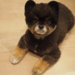 Yuri Nakamura Instagram - こんにちは。 今日も安定のスティックパンのお手手と、チロっと出た舌がポイントの、ぺろりんちょころりんちょ王子です。🧸