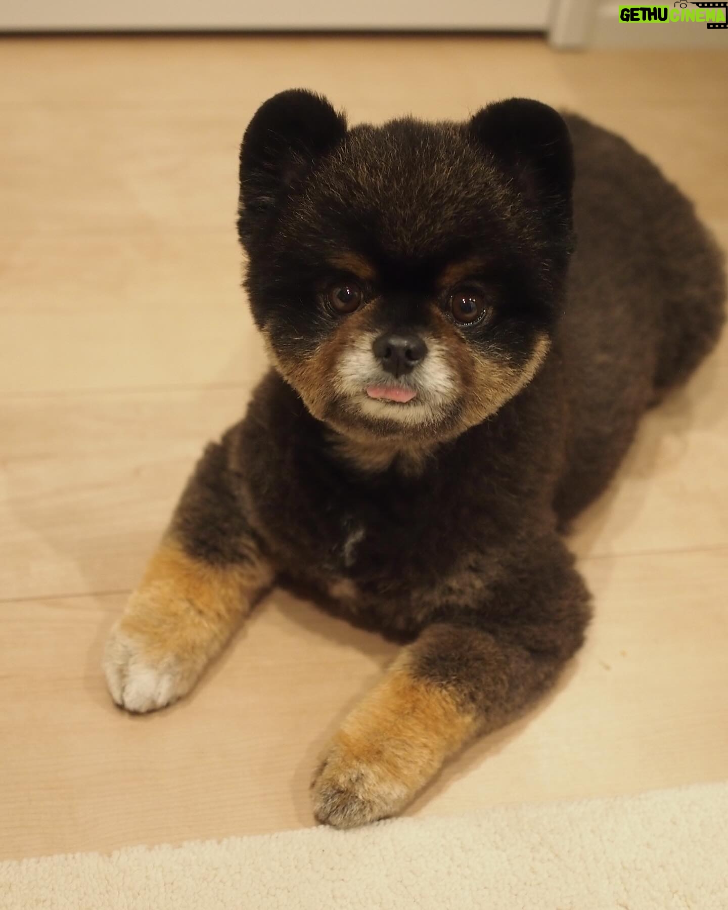 Yuri Nakamura Instagram - こんにちは。 今日も安定のスティックパンのお手手と、チロっと出た舌がポイントの、ぺろりんちょころりんちょ王子です。🧸