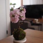 Yuri Nakamura Instagram – いただいた旭山桜が可愛く咲いて
お家でお花見🌸